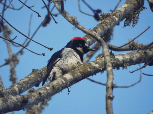 woodpecker