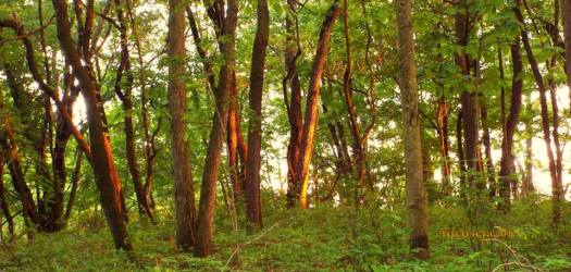 frances slocum trees