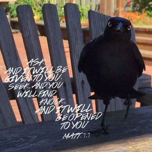 bird
